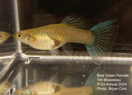 female guppy blue green